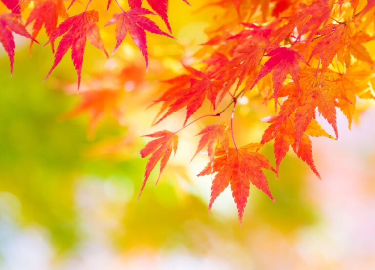 blog日本の秋